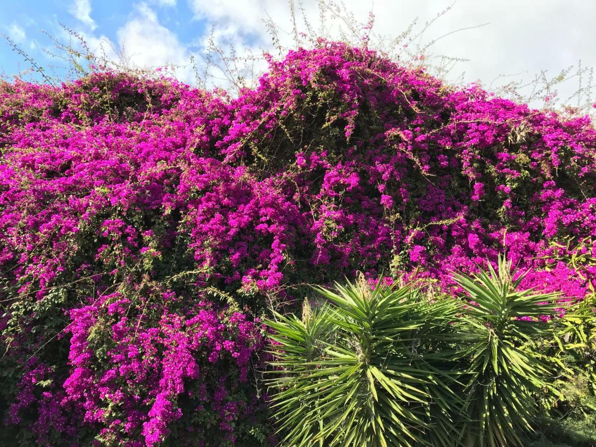 Apartamentos Do Mar Funchal מראה חיצוני תמונה